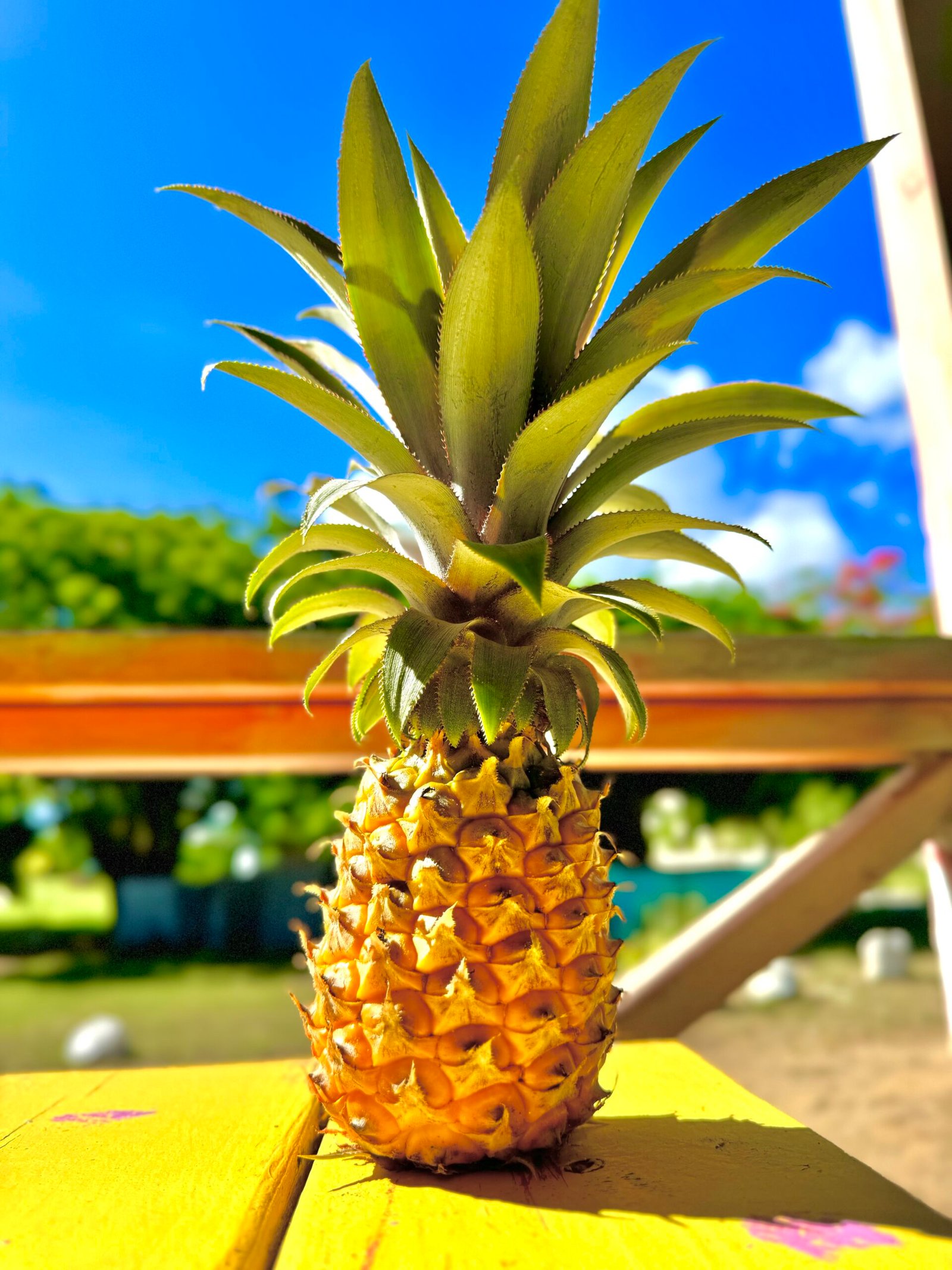 Antigua black pineapple